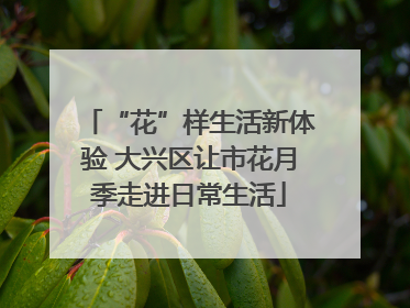 “花”样生活新体验 大兴区让市花月季走进日常生活