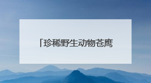 珍稀野生动物苍鹰首次现身三峡坝区
