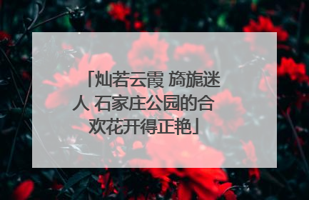 灿若云霞 旖旎迷人 石家庄公园的合欢花开得正艳