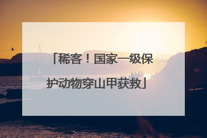 稀客！国家一级保护动物穿山甲获救