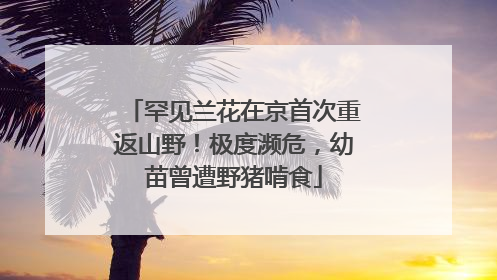 罕见兰花在京首次重返山野！极度濒危，幼苗曾遭野猪啃食