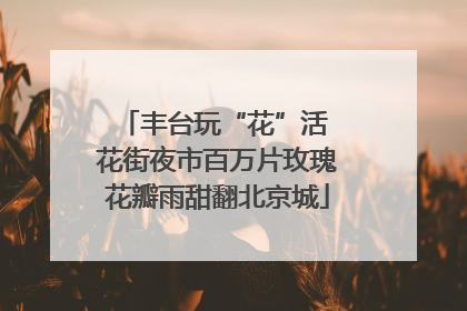 丰台玩“花”活 花街夜市百万片玫瑰花瓣雨甜翻北京城