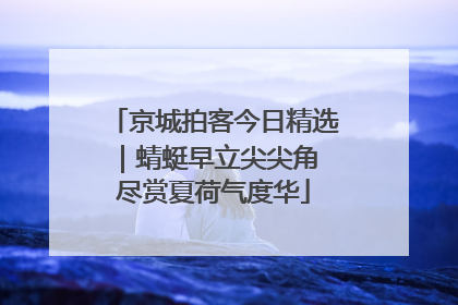 京城拍客今日精选｜蜻蜓早立尖尖角 尽赏夏荷气度华