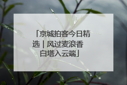 京城拍客今日精选｜风过麦浪香 白塔入云端