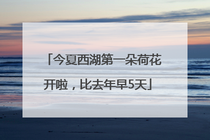 今夏西湖第一朵荷花开啦，比去年早5天