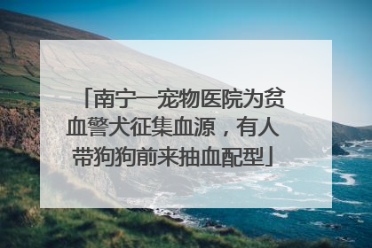 南宁一宠物医院为贫血警犬征集血源，有人带狗狗前来抽血配型