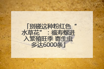 别碰这种粉红色“水草花”：福寿螺进入繁殖旺季 寄生虫多达6000条