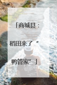 商城县：稻田来了“鸭管家”