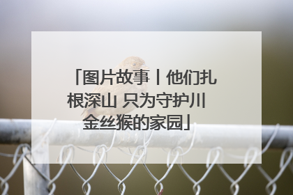 图片故事丨他们扎根深山 只为守护川金丝猴的家园