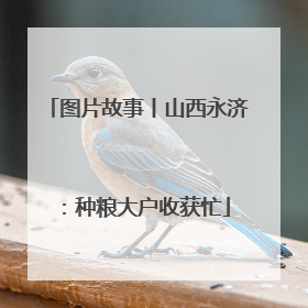 图片故事丨山西永济：种粮大户收获忙