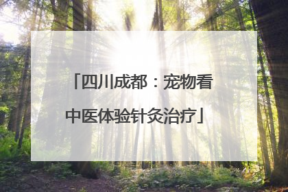 四川成都：宠物看中医体验针灸治疗
