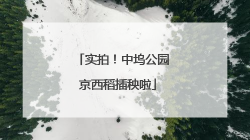 实拍！中坞公园京西稻插秧啦