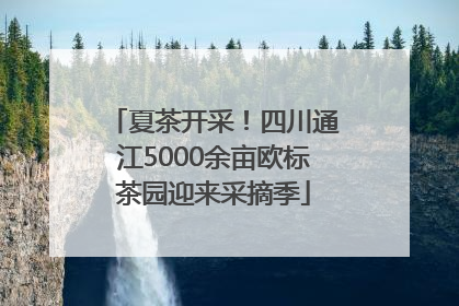 夏茶开采！四川通江5000余亩欧标茶园迎来采摘季
