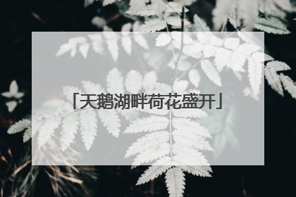 天鹅湖畔荷花盛开