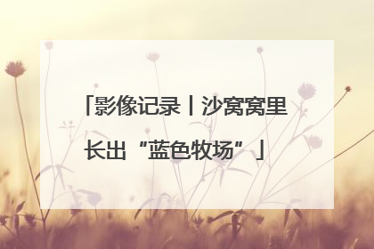 影像记录丨沙窝窝里长出“蓝色牧场”