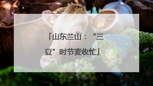 山东兰山：“三夏”时节麦收忙