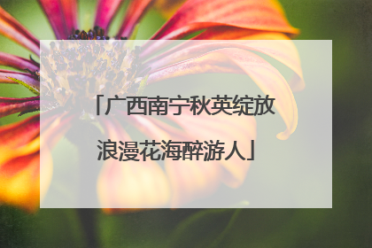 广西南宁秋英绽放 浪漫花海醉游人