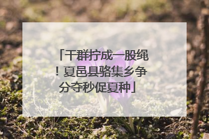 干群拧成一股绳！夏邑县骆集乡争分夺秒促夏种