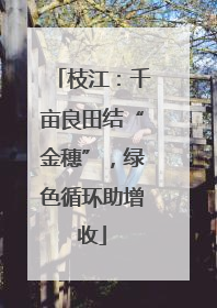 枝江：千亩良田结“金穗”，绿色循环助增收