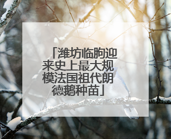 潍坊临朐迎来史上最大规模法国祖代朗德鹅种苗