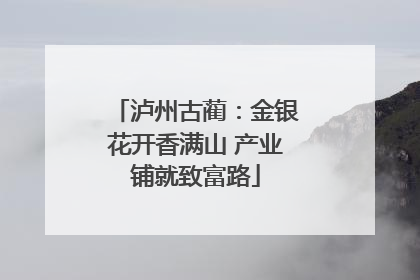泸州古蔺：金银花开香满山 产业铺就致富路