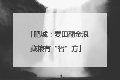 肥城：麦田翻金浪藏粮有“智”方