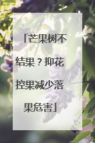 芒果树不结果？抑花控果减少落果危害