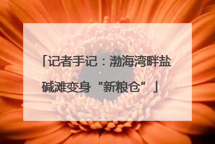 记者手记：渤海湾畔盐碱滩变身“新粮仓”