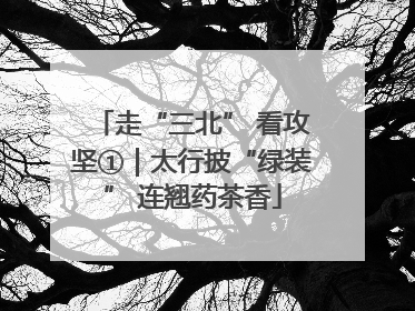 走“三北” 看攻坚①｜太行披“绿装” 连翘药茶香