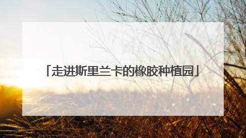 走进斯里兰卡的橡胶种植园