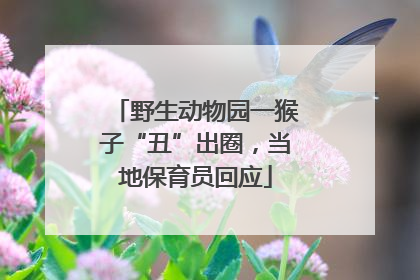野生动物园一猴子“丑”出圈，当地保育员回应