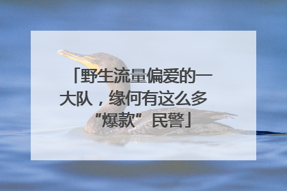 野生流量偏爱的一大队，缘何有这么多“爆款”民警