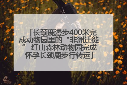 长颈鹿漫步400米完成动物园里的“非洲迁徙” 红山森林动物园完成怀孕长颈鹿步行转运